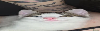 Mixed Breed Kitten 1