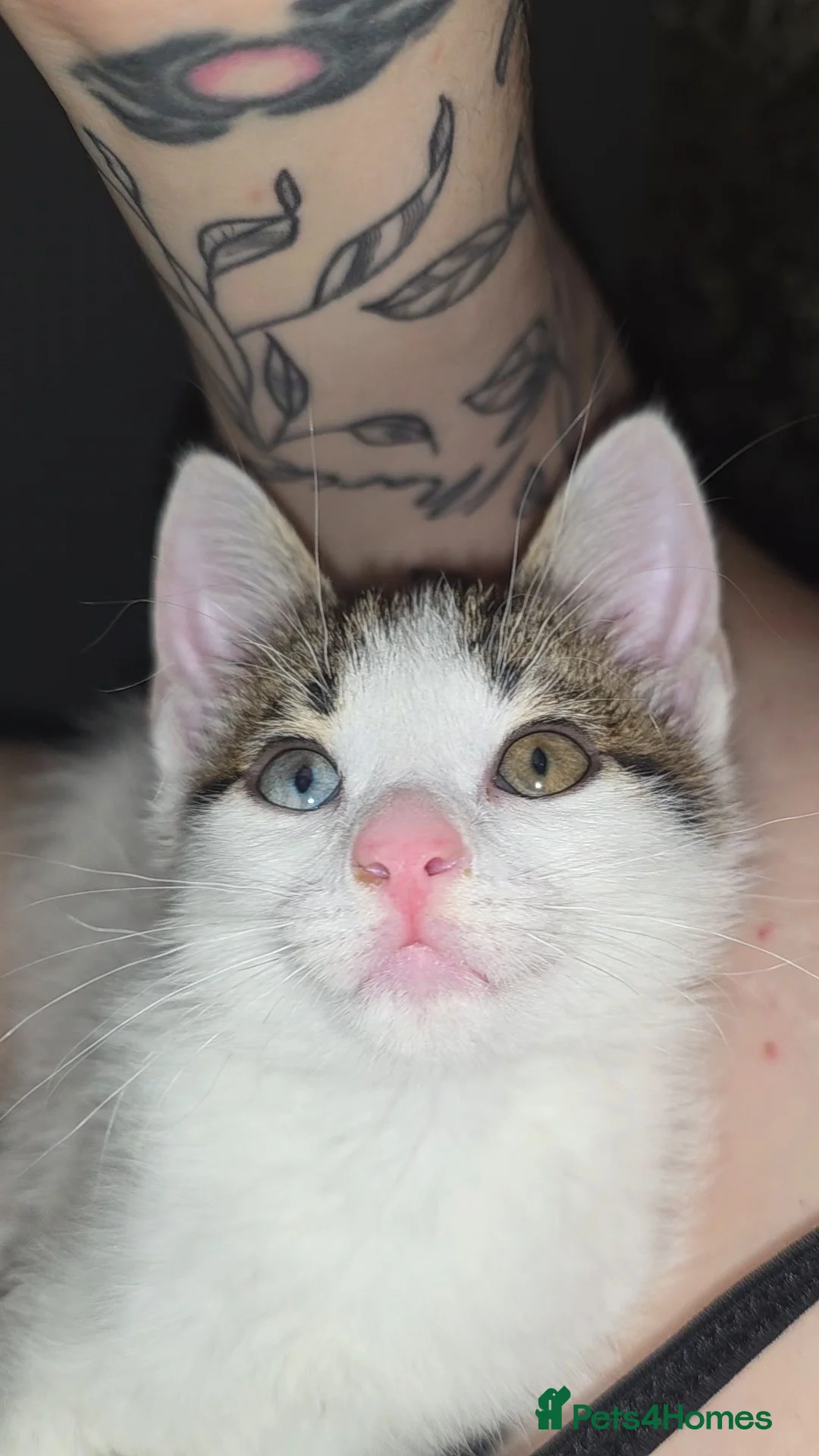 Mixed Breed cats for sale: Odd eyed kitten - Advert 1