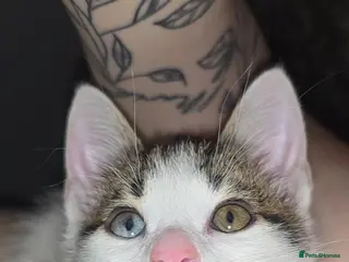 Mixed Breed cats Odd eyed kitten - Advert 1