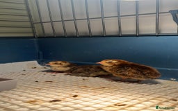 Quail poultry for sale: Cotournix Quail Chicks For Sale  - Image 2