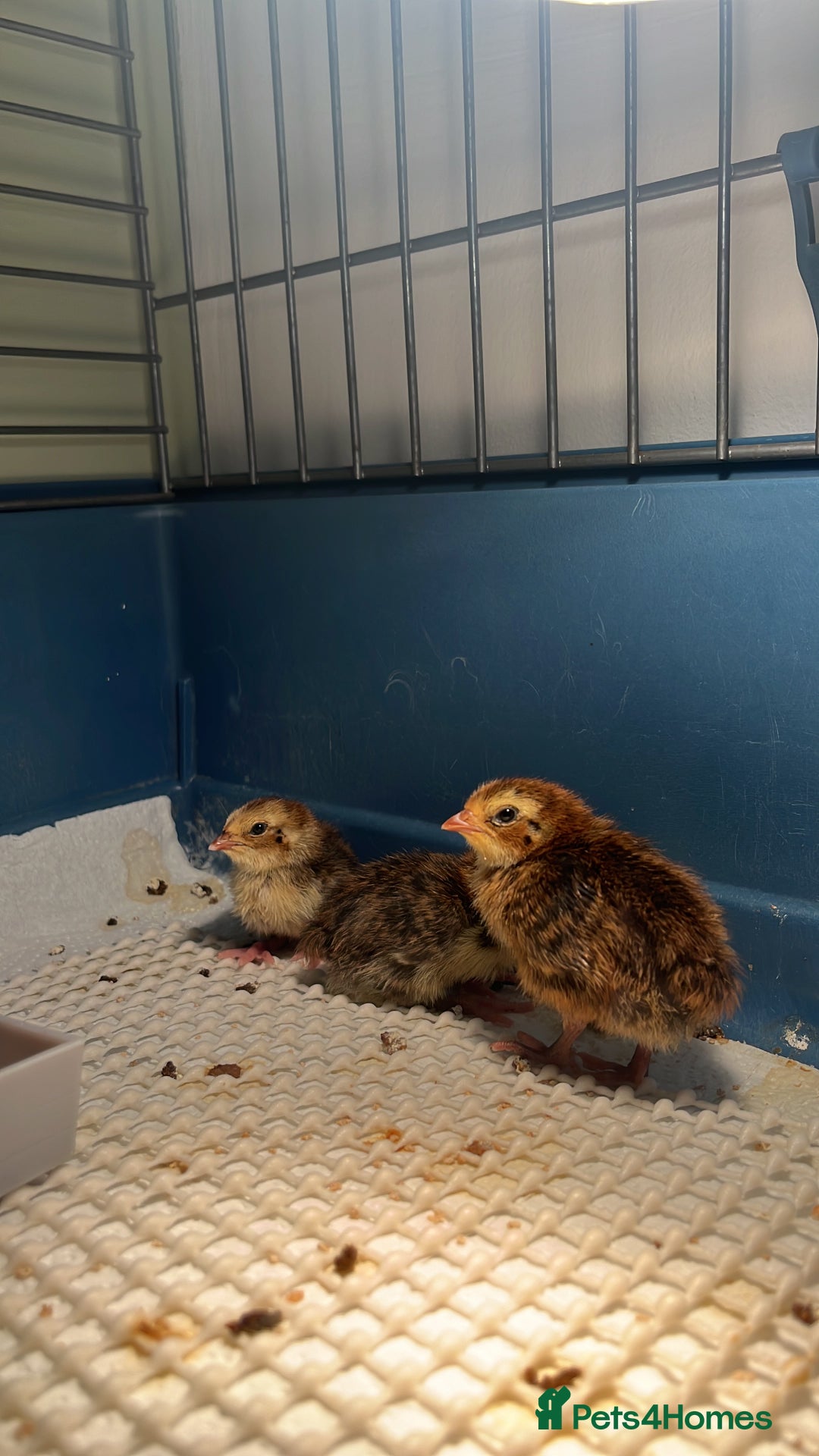 Quail poultry for sale: Cotournix Quail Chicks For Sale  - Image 2