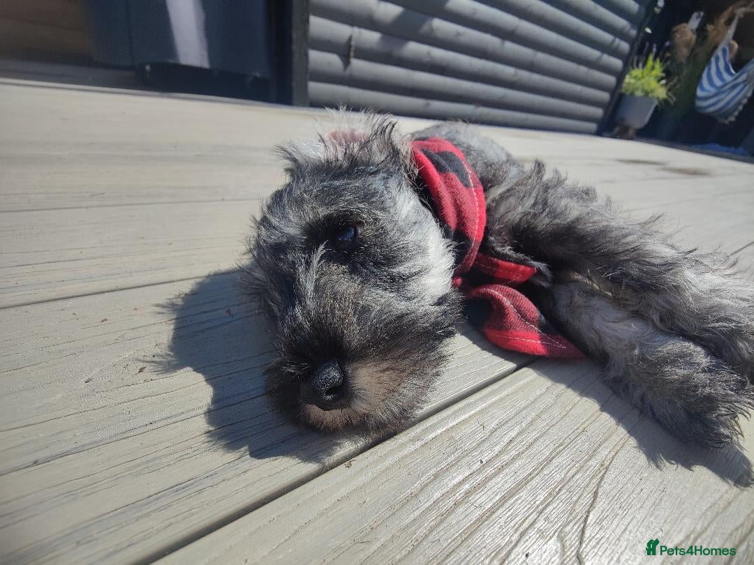 Miniature Schnauzer dogs for sale: Forever Homes Wanted: 2 Schnauzer Boys 🐶 - Image 10