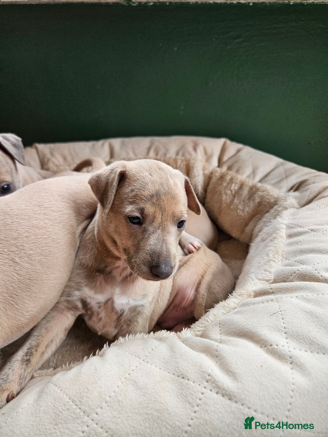 Whippet dogs for sale: ✨🐾 Gorgeous KC Registered Whippet puppies  🐾✨  - Advert 25