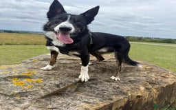 Border Collie dogs for stud: Archie  - Image 6