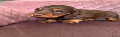 Miniature Dachshund Puppy Jenny