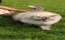 Ragdoll cats for sale: Stunning Ragdoll Cat For Sale - Image 2