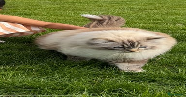 Ragdoll cats - Advert 2