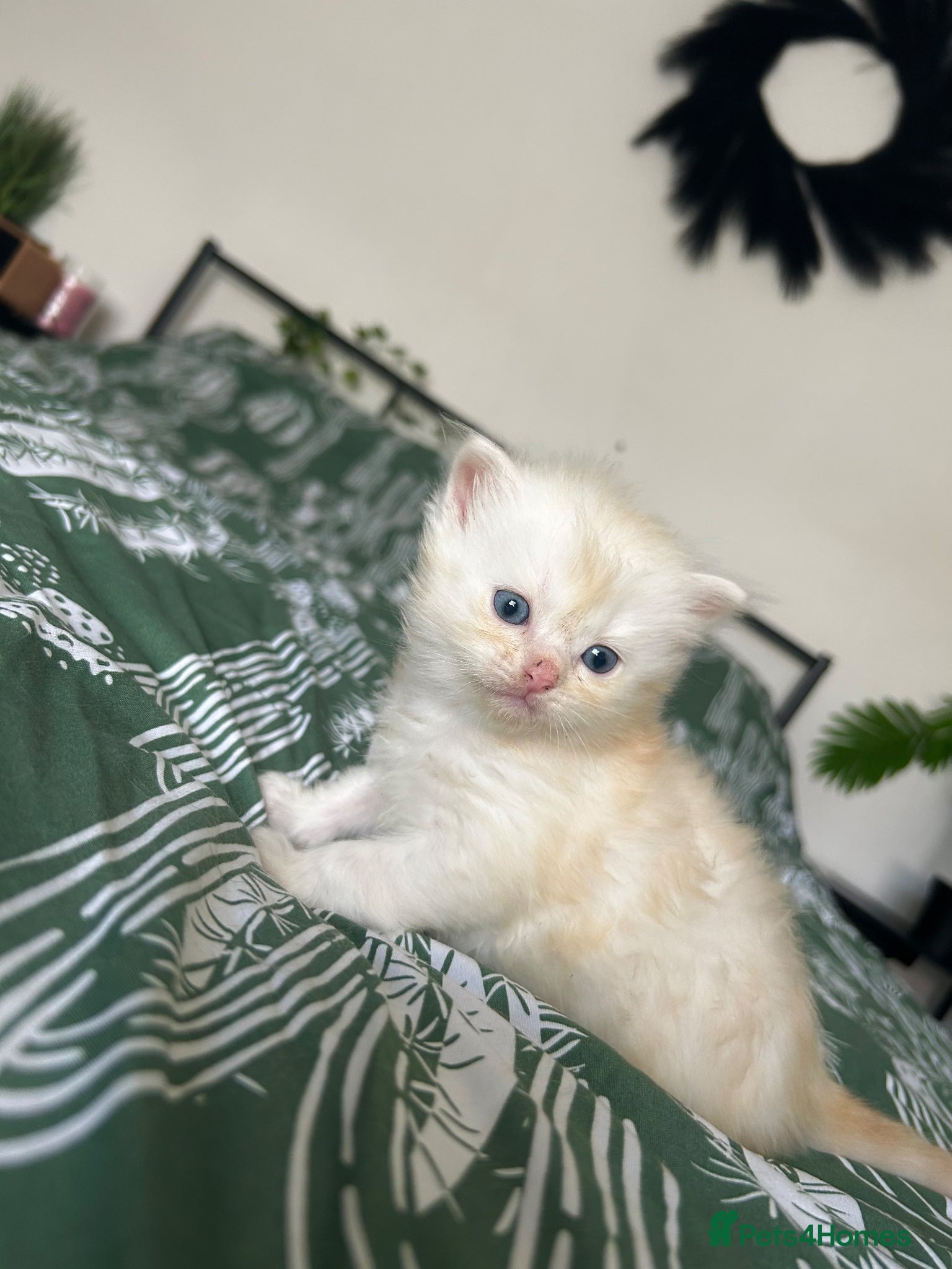 Persian cats for sale: 7-Persian kittens for sale 🩶🩵 males & Females - Advert 23