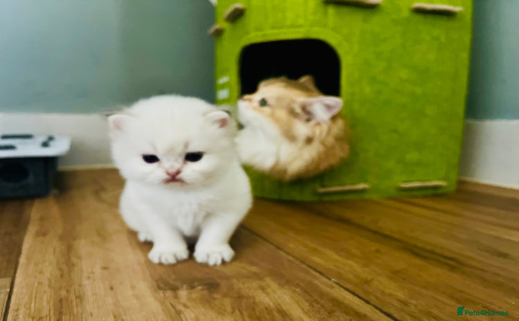 British Longhair cats - Advert 15