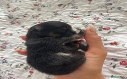 Pomeranian dogs for sale: Unique, extremely rare Pomeranian puppies ✨ - Image 22