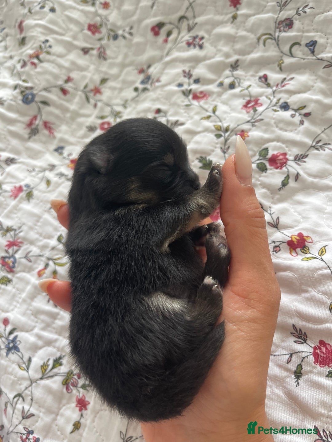 Pomeranian dogs for sale: Unique, extremely rare Pomeranian puppies ✨ - Image 22