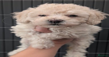 Toy Poodle dogs - Advert 5