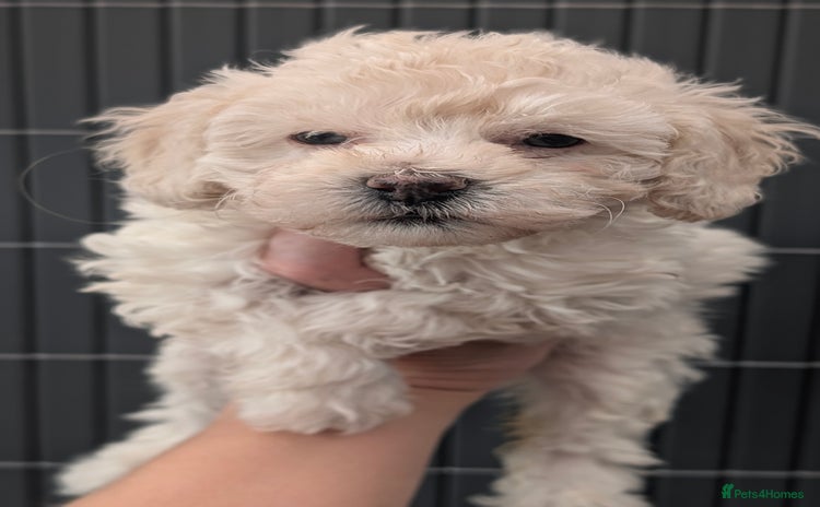 Toy Poodle dogs - Advert 5