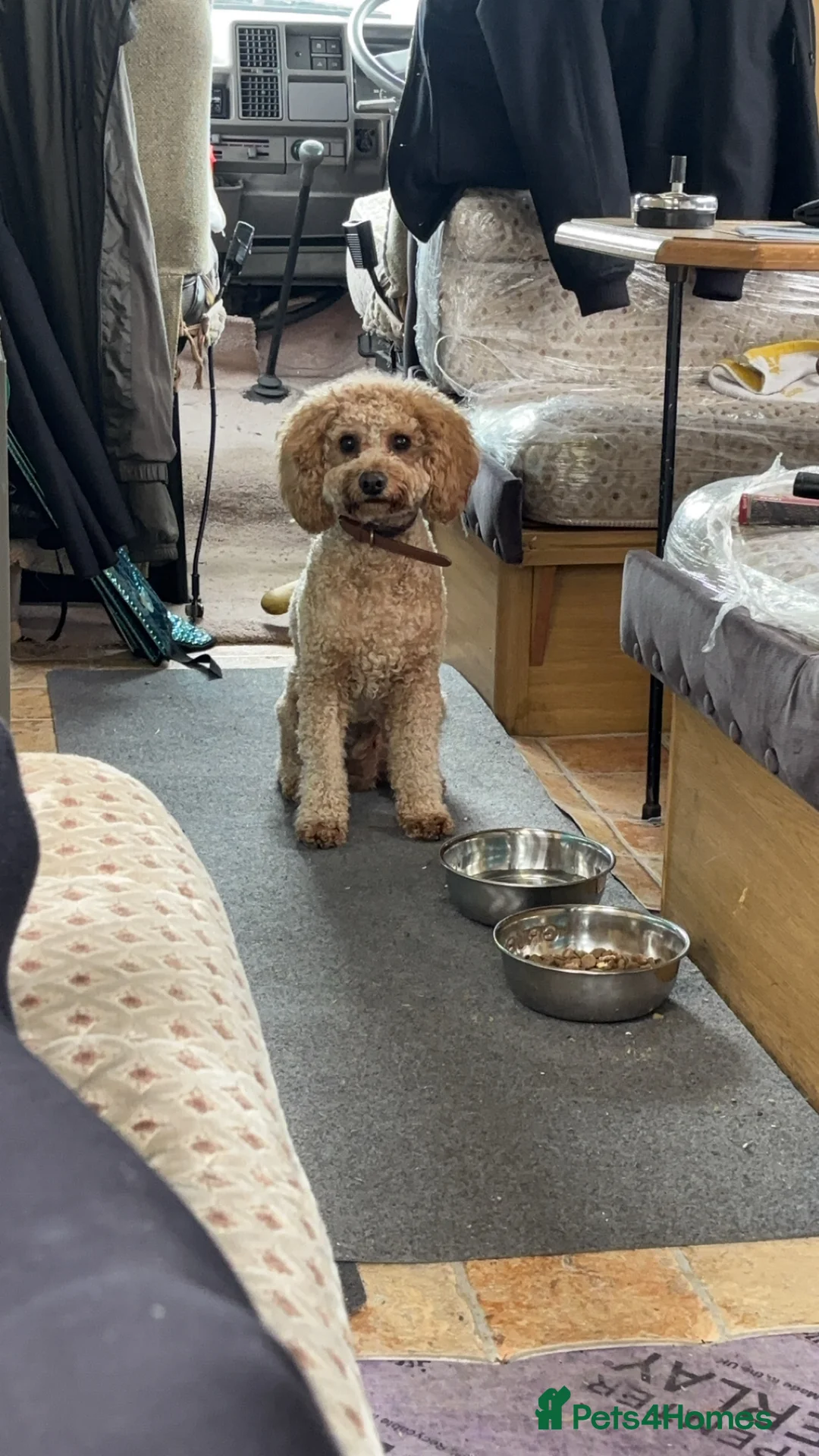 Cavapoochon dogs for sale: Apricot Male Cavapoovhon - Advert 2