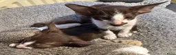 Oriental cats for sale: GCCF Oriental kittens  - Advert 14