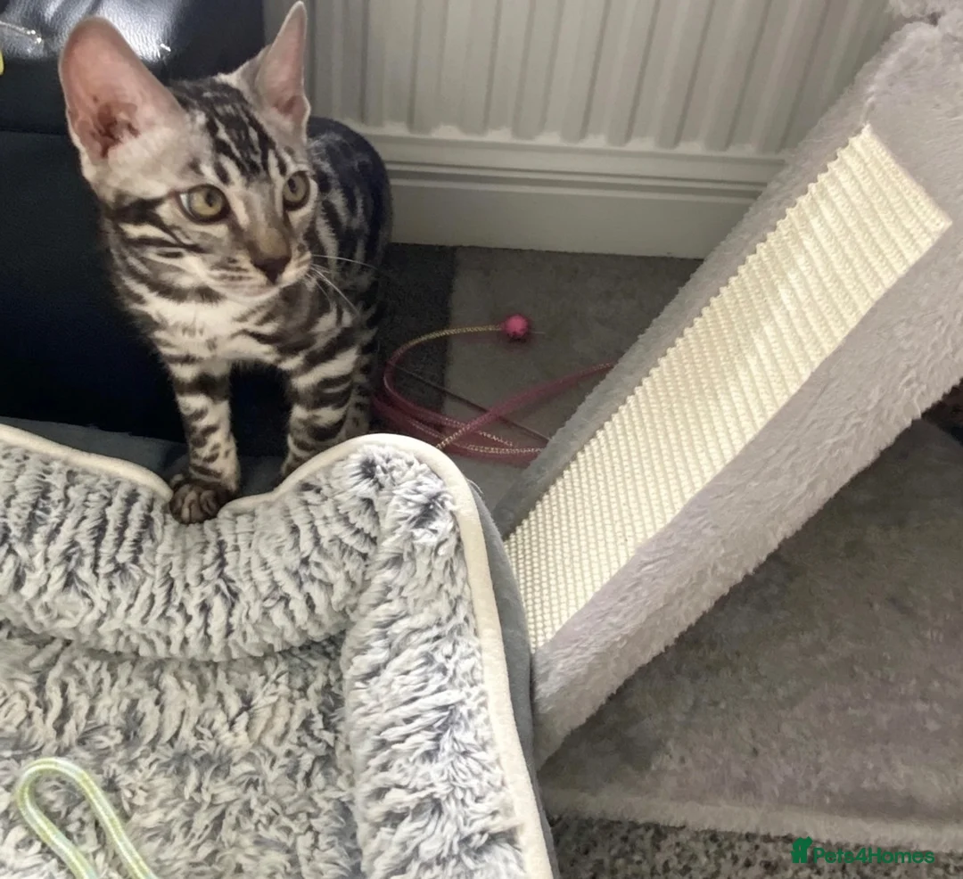 Bengal cats for sale: Last stunning TICA registered boy  - Advert 13