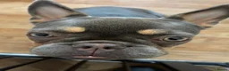 French Bulldog dogs for sale: Remi  - Advert 7