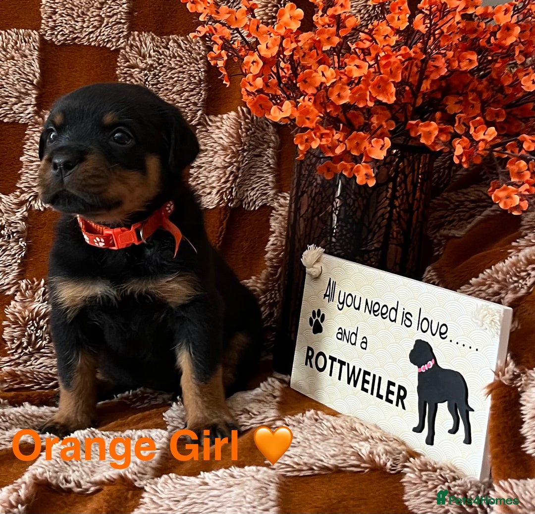 Rottweiler dogs for sale: The best of the best Rottweilers  - Image 36