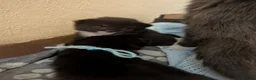 Mixed Breed cats for sale: 4x tuxedo black and white kittens in Newbury - Advert 5
