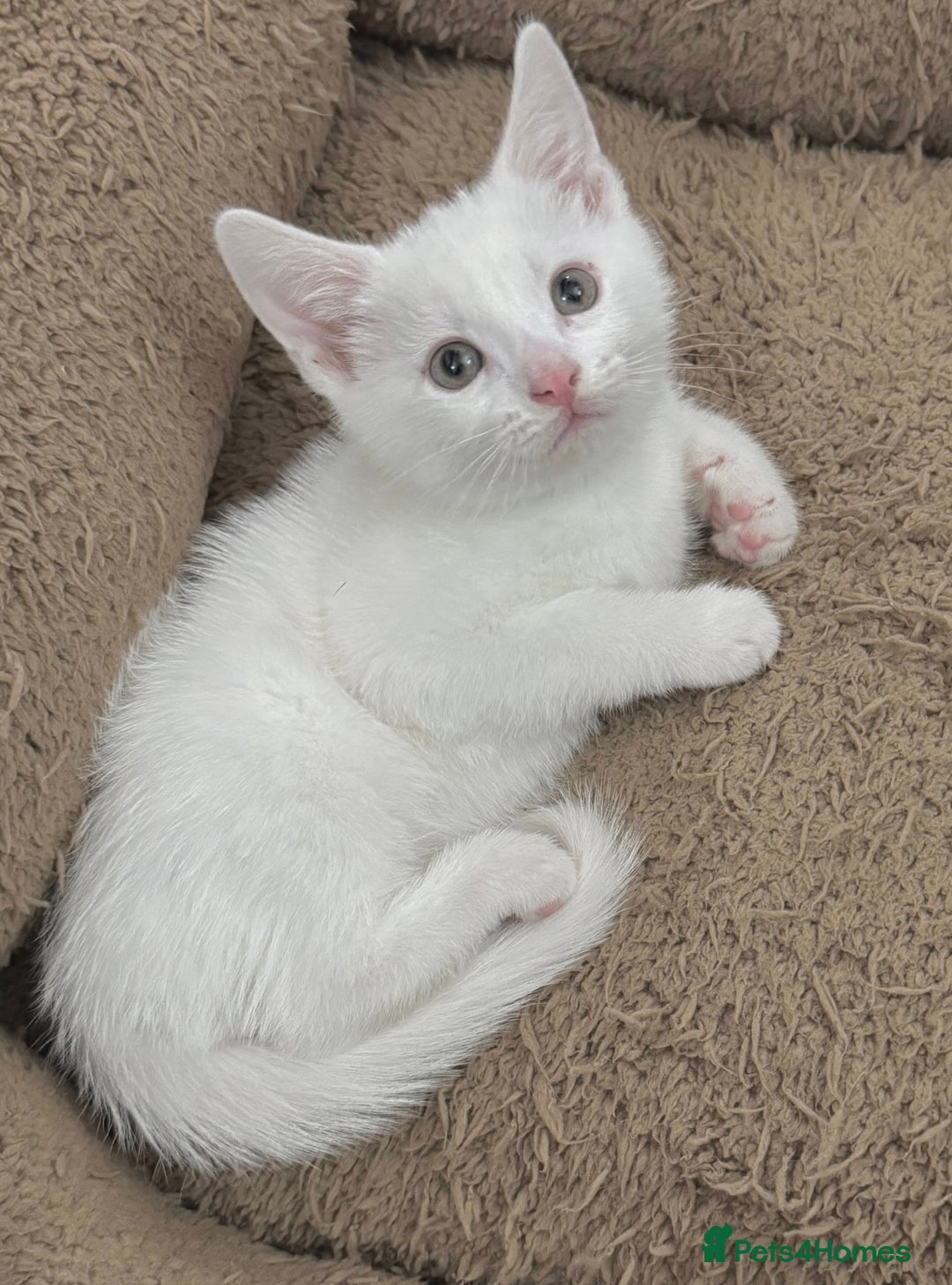 Mixed Breed cats for sale: Beautiful Kittens Ready for a Loving Home 🐾 - Advert 15