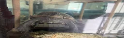 Turtle reptiles for sale: Myrtle the turtle  in Colchester - Advert 3