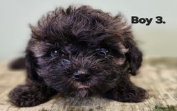 Maltipoo dogs for sale: Maltipoo puppy's - ready august 19th!  - Image 7