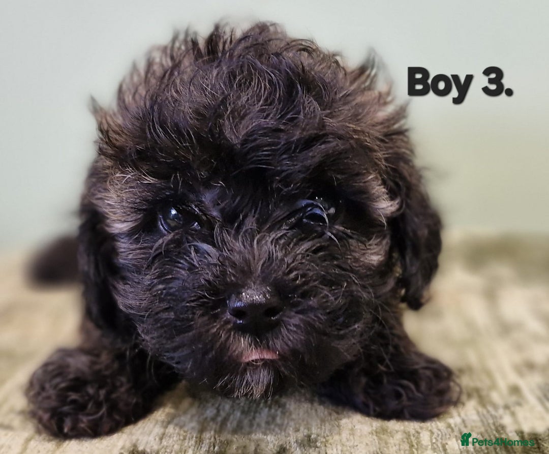 Maltipoo dogs for sale: Maltipoo puppy's - ready august 19th!  - Image 7