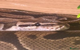 Python Snake reptiles for sale: Ball python, habitat and accessories  - Image 2