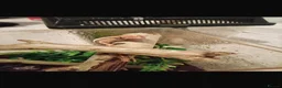 Gecko reptiles for sale: Baby crested gecko’s in Wolverhampton - Advert 2