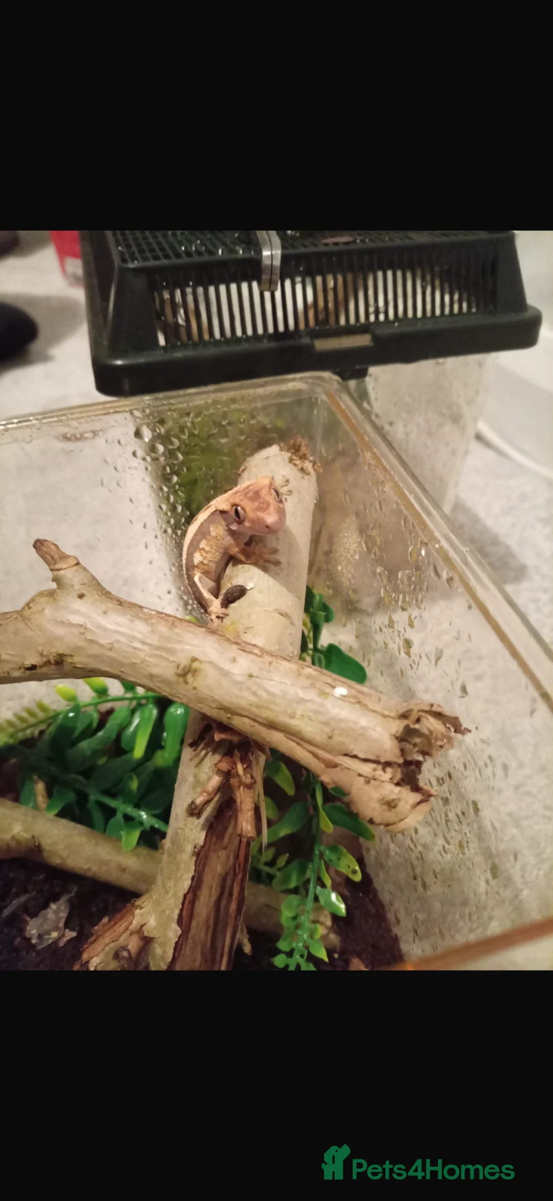 Gecko reptiles for sale: Baby crested gecko’s in Wolverhampton - Advert 2