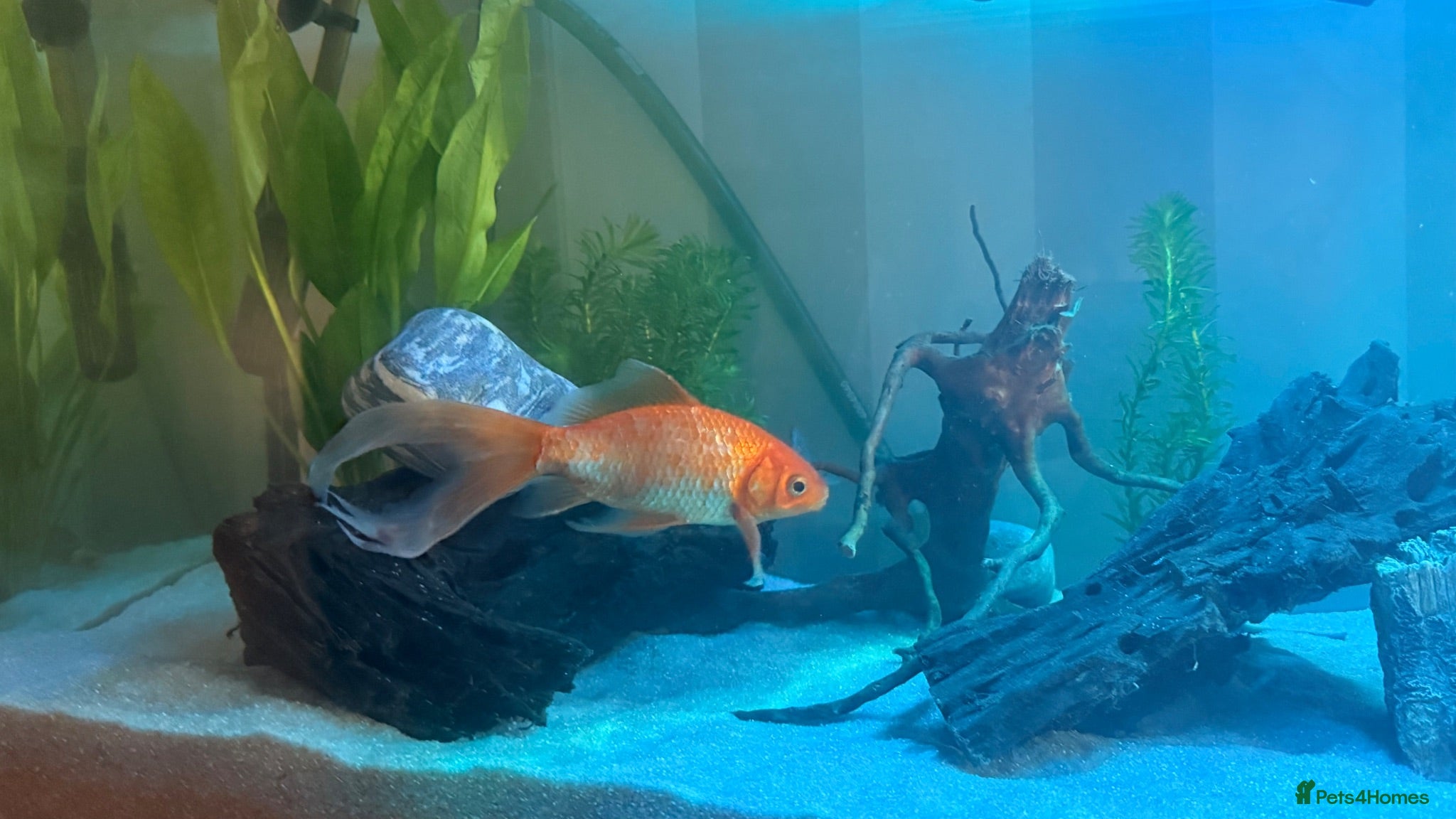 Goldfish fish 3 beautiful goldfish for sale 💖 - Advert 1