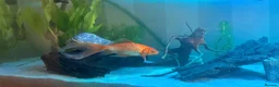 Goldfish fish for sale: 3 beautiful goldfish for sale 💖 in Stratford-upon-Avon - Advert 1