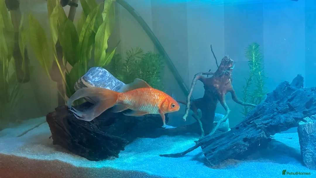 Goldfish fish for sale: 3 beautiful goldfish for sale 💖 in Stratford-upon-Avon - Advert 1