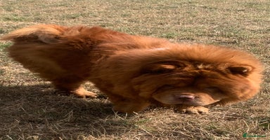 Chow Chow dogs - Advert 5