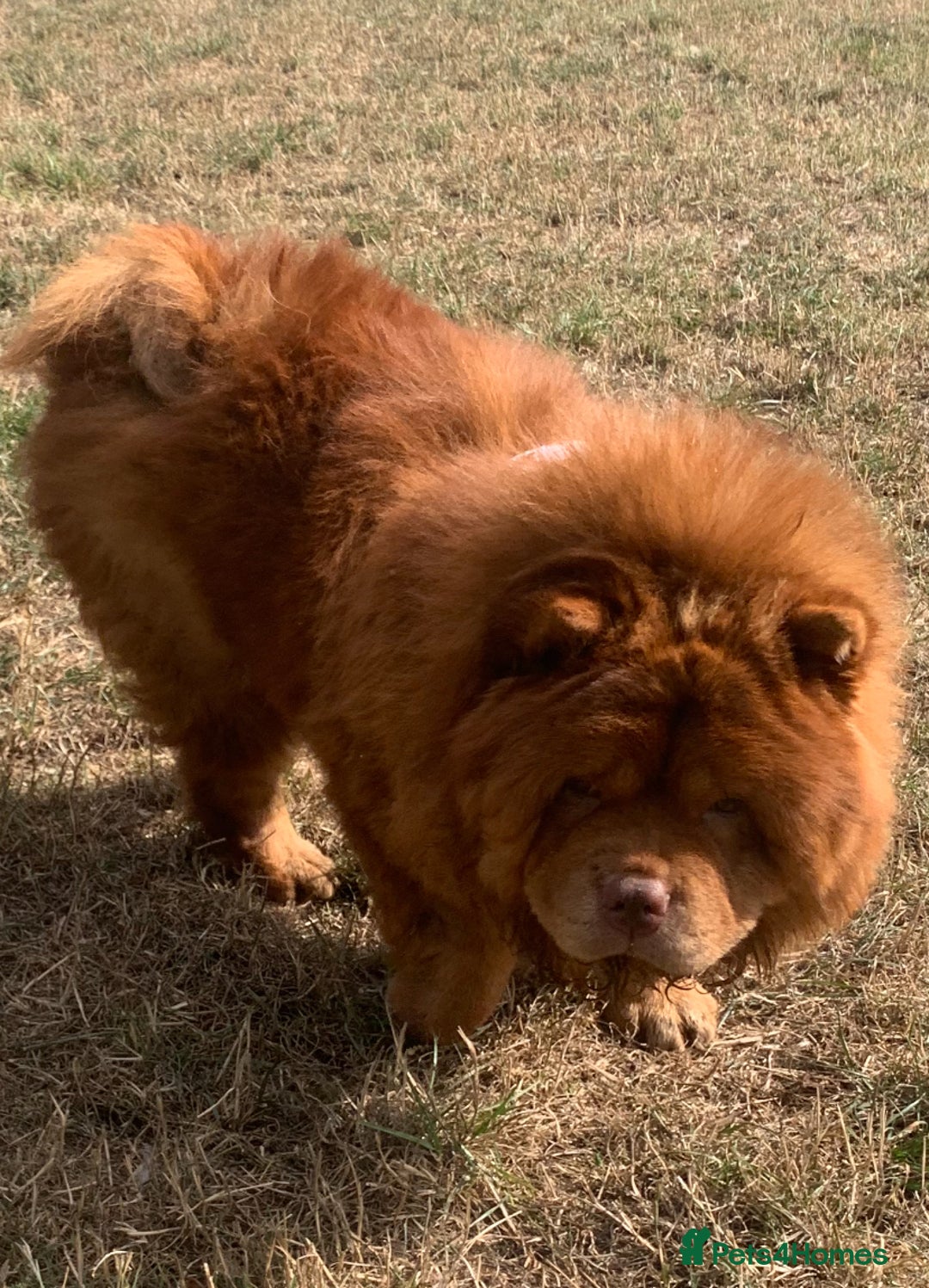 Chow Chow dogs for sale: Chocolate Chow Chow  - Image 2