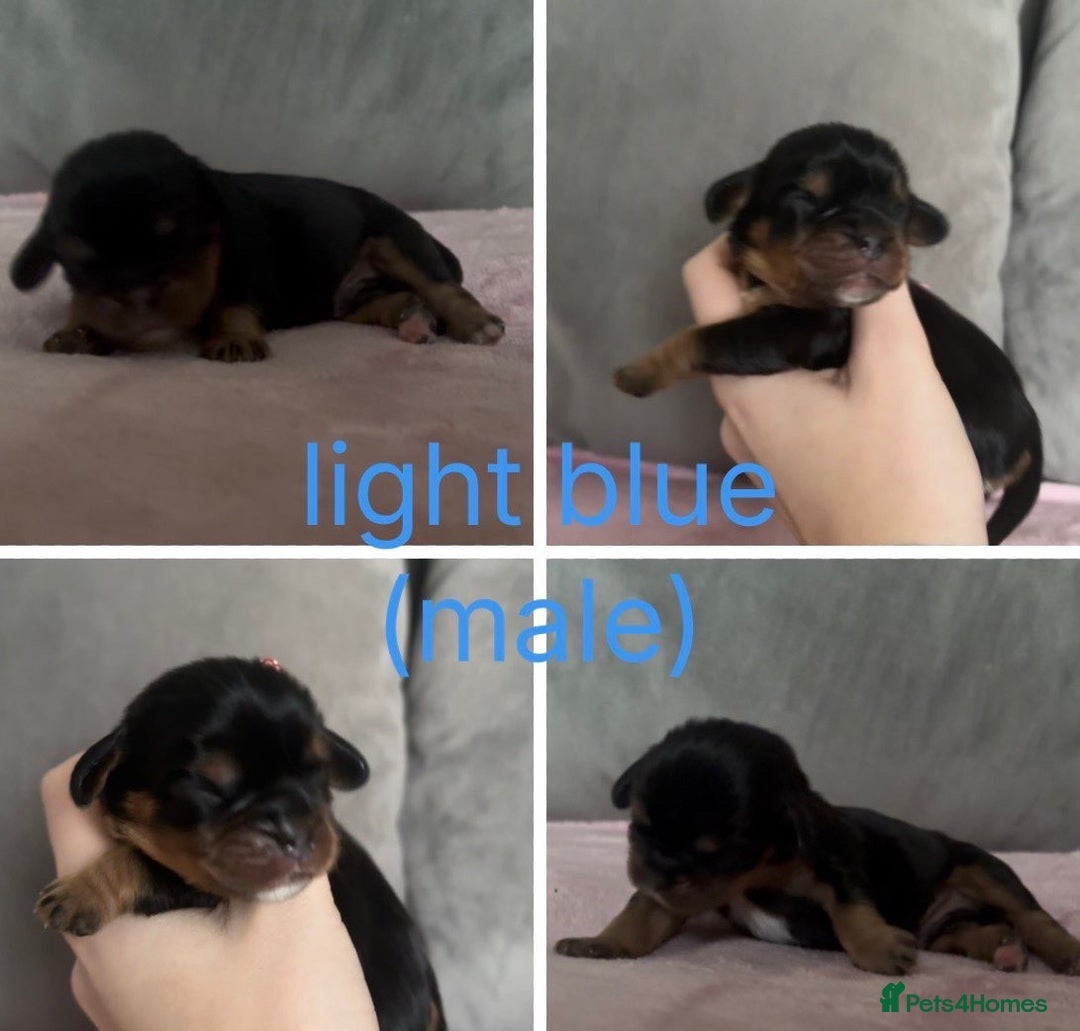 Cavalier King Charles Spaniel dogs for sale: Beautiful litter of KC reg King Charles spaniels - Advert 7
