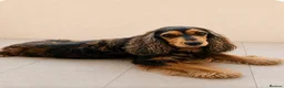 Cocker Spaniel dogs for sale: Kc show type cocker spaniel puppies  - Advert 13