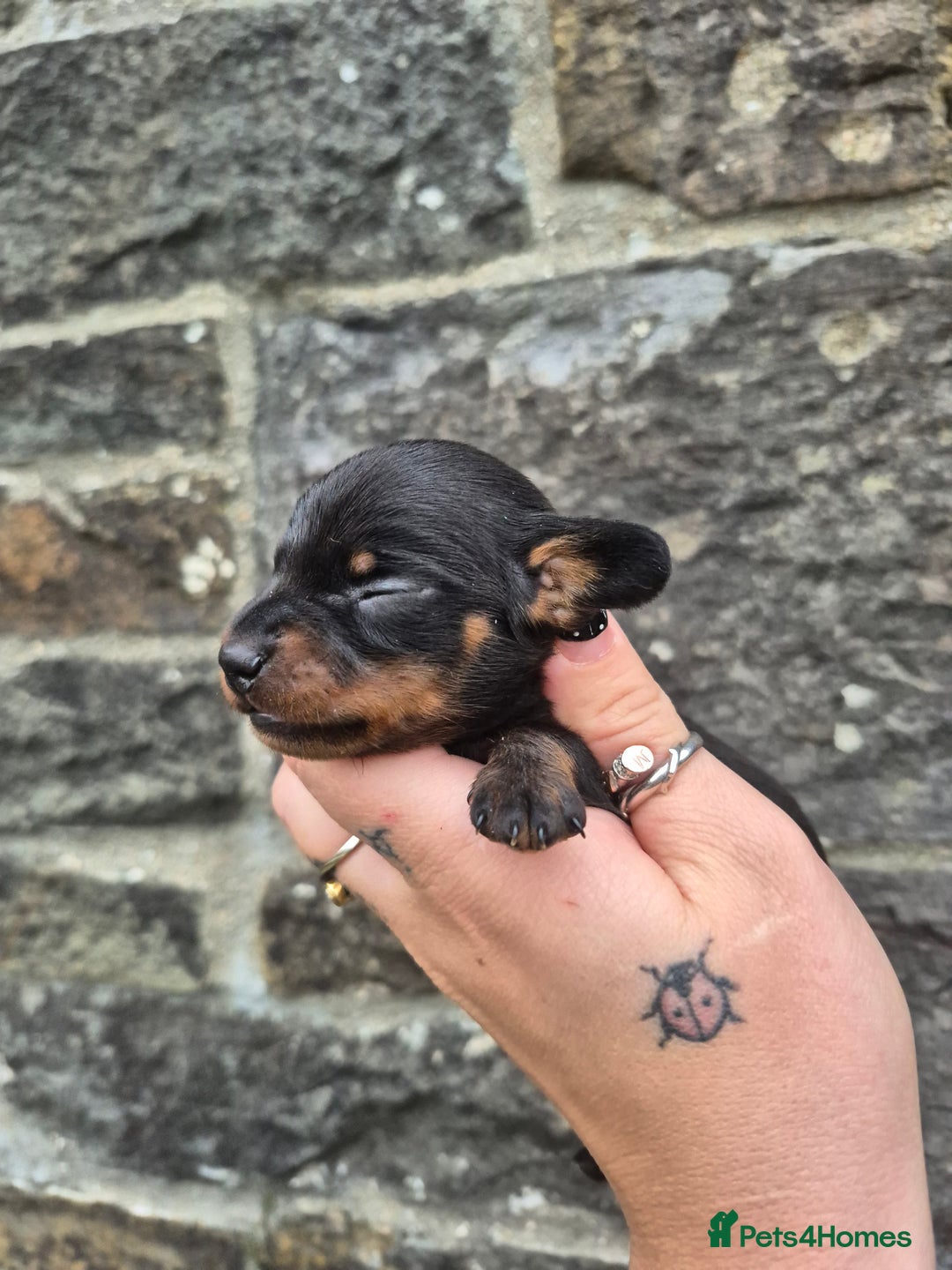 Miniature Dachshund dogs for sale: PRA CLEAR MINIATURE DACHSHUND MALE - Advert 5