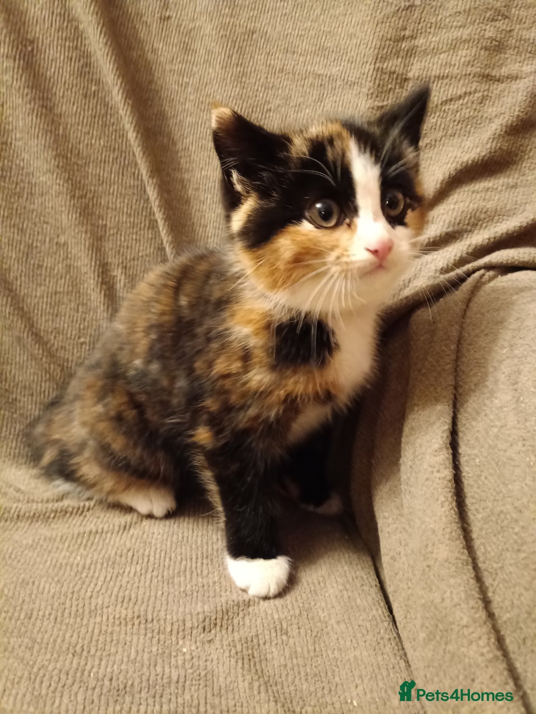 Mixed Breed cats for sale: 3 male ginger and 3 female Tortie kittens - Advert 11