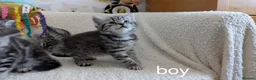 British Shorthair cats for sale: GCCF registered British Shorthair silver Tabby - Advert 3