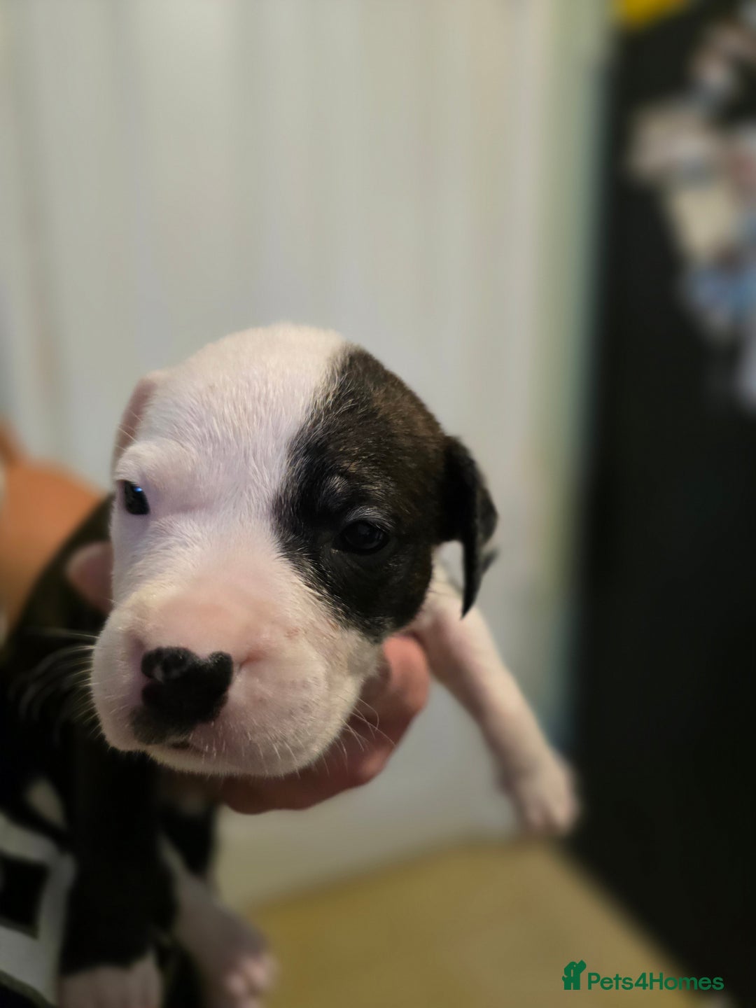 Mixed Breed dogs for sale: Bullmastiff x staff puppies - Image 10