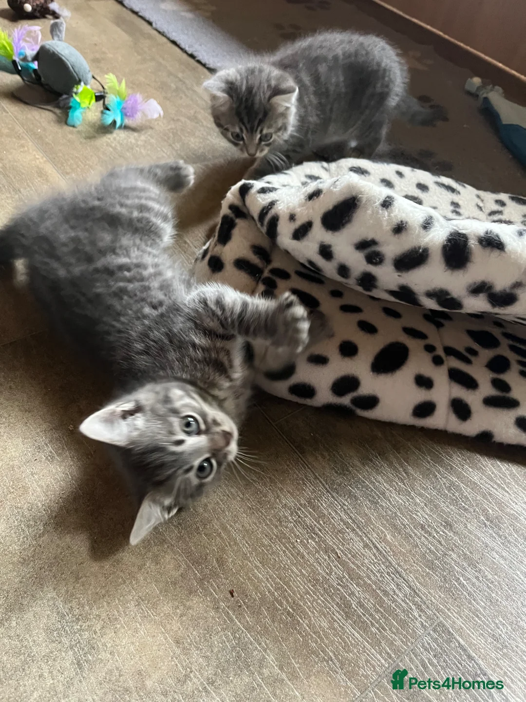 Mixed Breed cats for sale: Gorgeous little girls looking for their new homes in Heathfield - Advert 2