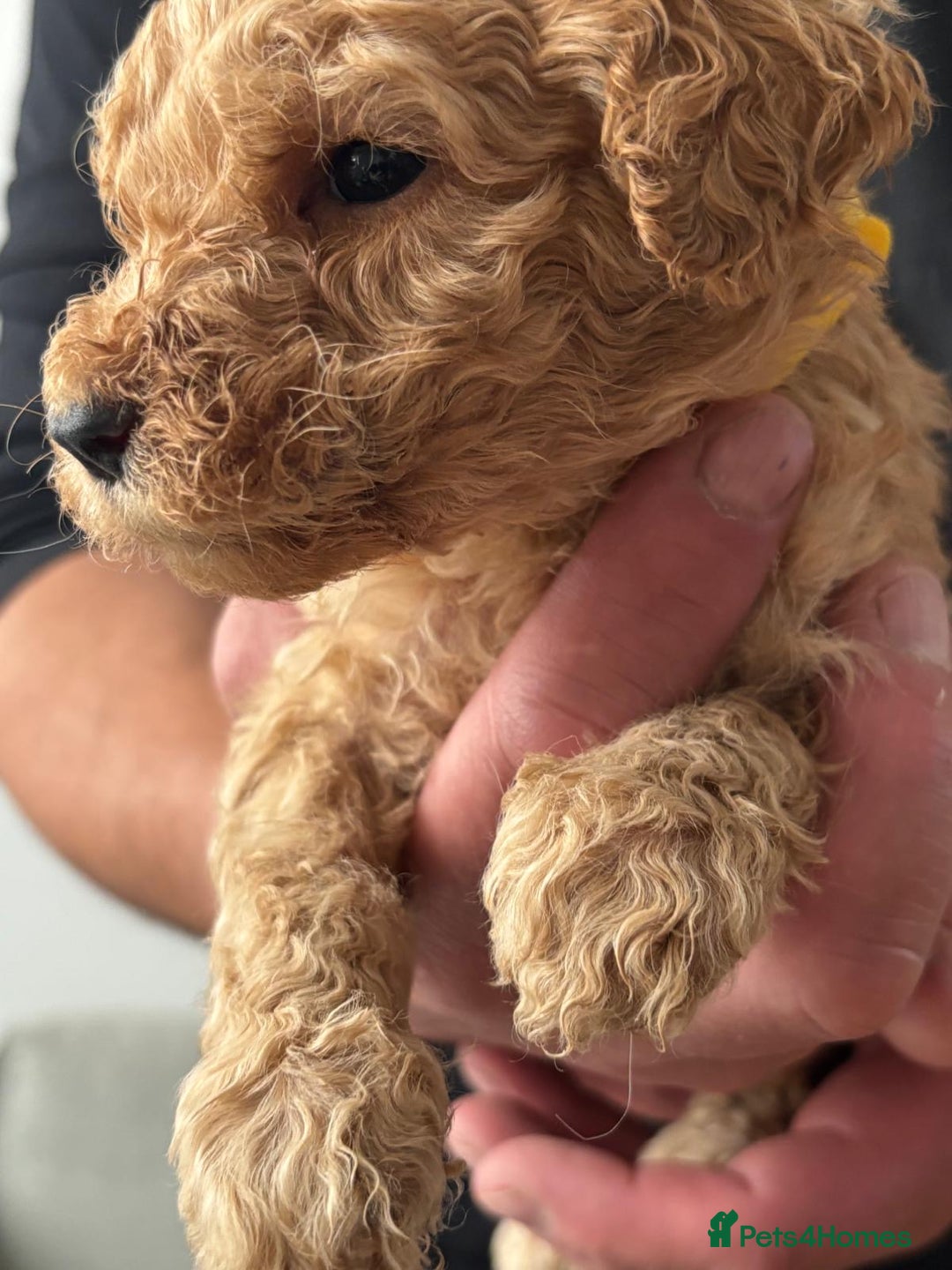 Goldendoodle dogs for sale: F1Goldendoodel puppies now ready for new home  - Advert 28