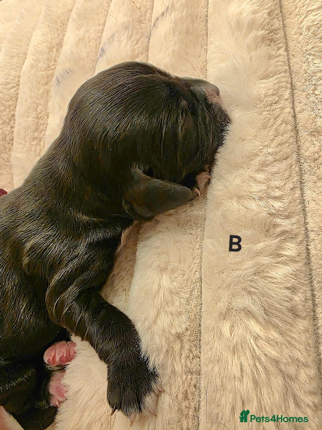 Cocker Spaniel dogs for sale: Cocker spaniel pups ready NEXT WEEK - Advert 29