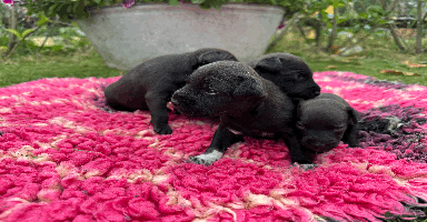 Patterdale Terrier dogs - Advert 7