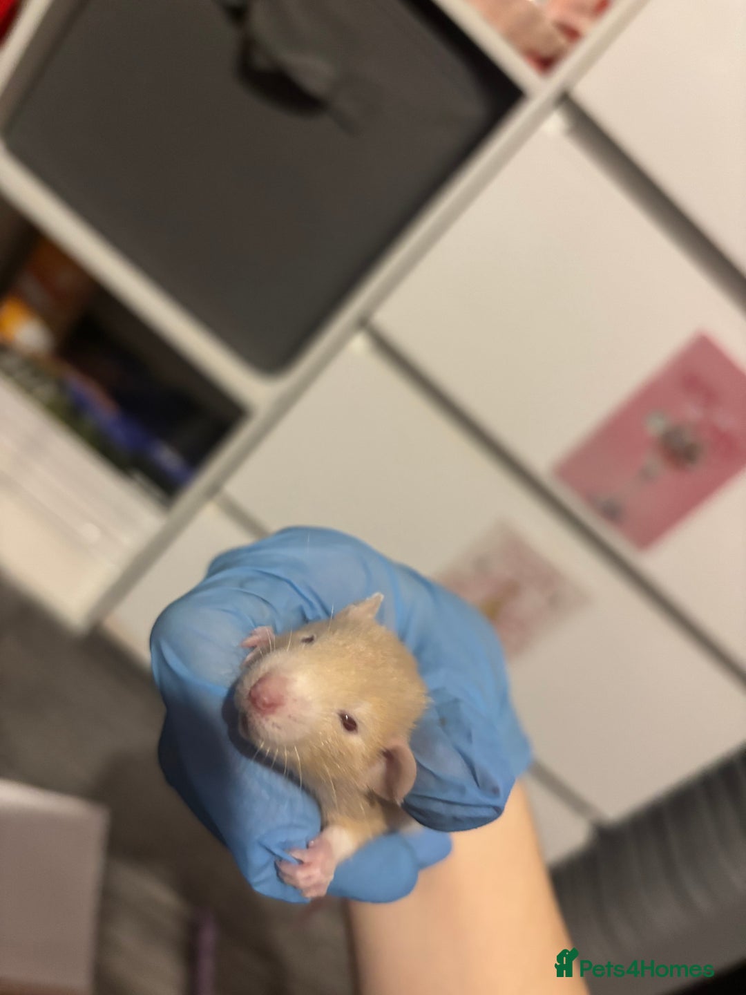 Rat rodents for sale: baby rats for sale GOING FAST.  - Advert 6