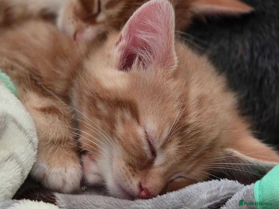 Mixed Breed cats for sale: Stunning male kitten - Advert 3