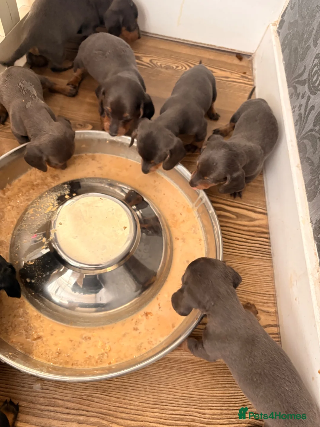 Miniature Dachshund dogs for sale: Miniature dashounds  in Wrexham - Advert 2