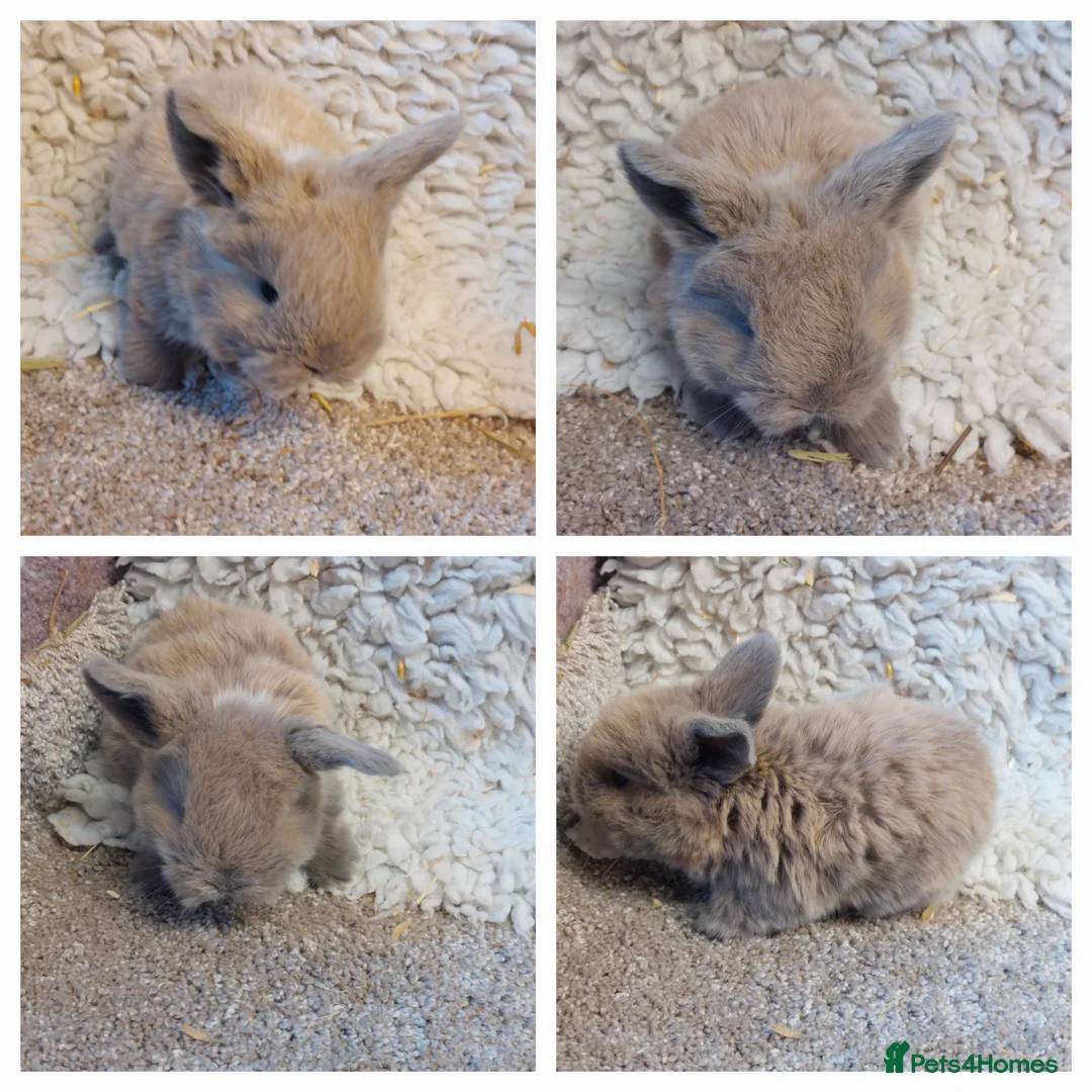 Mini Lop rabbits for sale: Minilop babys ready to reserve  - Advert 4