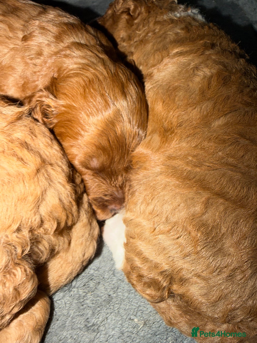 Cavapoo dogs for sale: *Only 1 left *beautiful Cavapoo puppies  - Advert 4